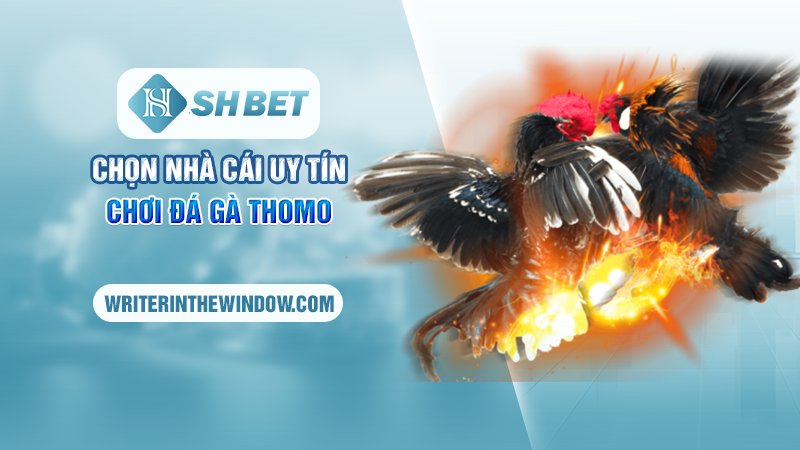Chiến Thuật Chơi Đá Gà Thomo Tại SHBET - Chơi Là Thắng 3 Chọn nhà cái uy tín chơi đá gà Thomo