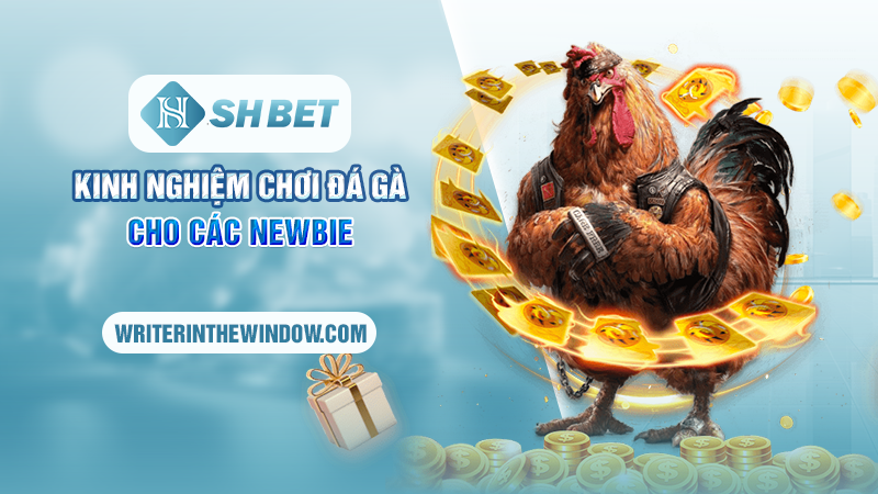 Chiến Thuật Chơi Đá Gà Thomo Tại SHBET - Chơi Là Thắng 2 Kinh nghiệm chơi đá gà cho các newbie