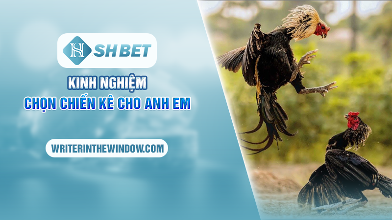 Thăng Hoa Cùng Đá Gà Campuchia Kịch Tính Tại SHBET 5 Kinh nghiệm chọn chiến kê cho anh em