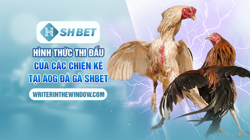AOG Đá Gà SHBET - Sân Chơi Hàng Đầu Kịch Tính Nhất Châu Á 3 Hình thức thi đấu của các chiến kê tại AOG đá gà SHBET